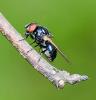 301846 – Photo : roy – France (85)